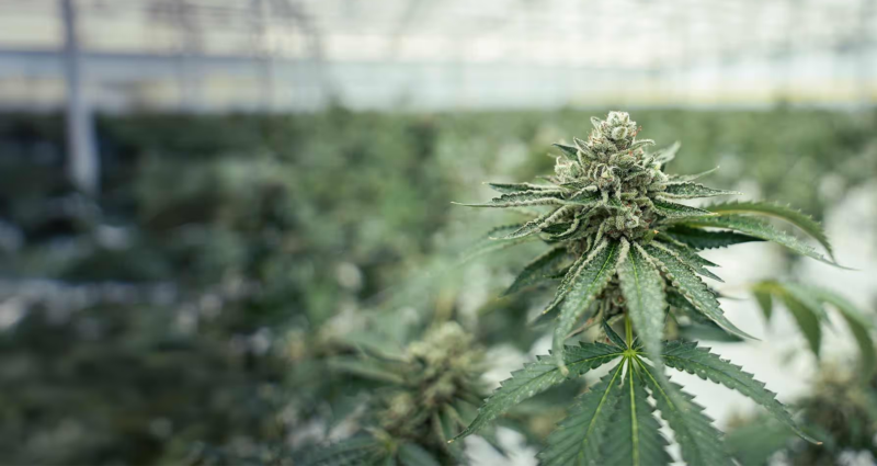 Statutory reimbursement for cannabis flower ends without transition period
